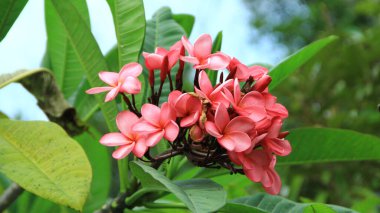 Adenyum obesum (Kamboja Jepang) çiçeklerinin kırmızı, beyaz ve pembe görüntüsünü kapat