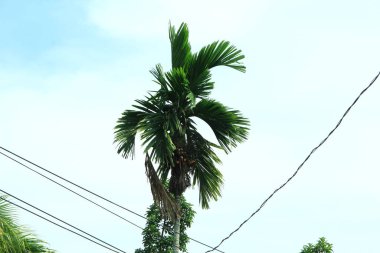 Areca palmiye ağaçları veya (Areca catechu) mavi gökyüzü arka planında bol bol yetişir