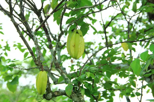 Yıldız meyvesi veya yıldız meyvesi ağacının (Averrhoa carambola) genç meyvelerinin yakın plan görüntüsü, hala yeşil, organik olarak yetiştirilmiş