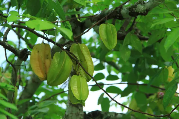 Yıldız meyvesi veya yıldız meyvesi ağacının (Averrhoa carambola) genç meyvelerinin yakın plan görüntüsü, hala yeşil, organik olarak yetiştirilmiş