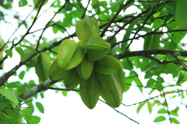 Yıldız meyvesi veya yıldız meyvesi ağacının (Averrhoa carambola) genç meyvelerinin yakın plan görüntüsü, hala yeşil, organik olarak yetiştirilmiş