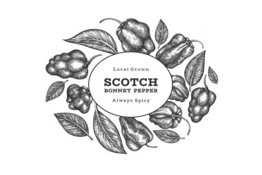 Elle çizilmiş taslak stili İskoç şapkası biber afişi. Organik taze sebze vektör çizimi. Retro cayenne biber tasarım şablonu