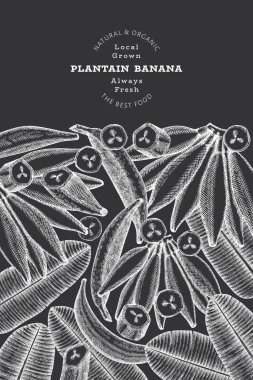 Elle çizilmiş taslak tarzı muz afişi. Tebeşir tahtasında organik taze meyve vektör çizimi. Retro egzotik muz meyve tasarım şablonu
