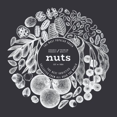 El yapımı fındık şubesi ve çekirdek şablonu. Organik Tohum Vektörü Tasarımı. Retro Tebeşir Tahtası Nut Çizimi.