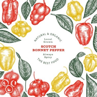 Elle çizilmiş taslak stili İskoç şapkası biber afişi. Organik taze sebze vektör çizimi. Retro cayenne biber tasarım şablonu