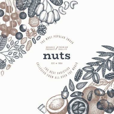 El yapımı fındık şubesi ve çekirdek şablonu. Organik Tohum Vektörü Tasarımı. Retro Nut Illustration. İşlenmiş Biçim Botanik Sancak.