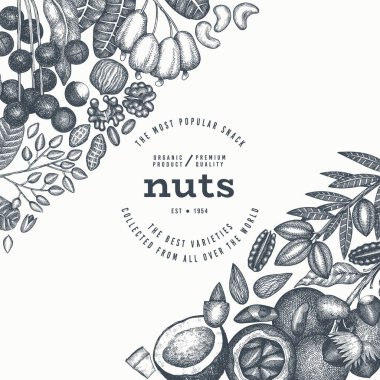 El yapımı fındık şubesi ve çekirdek şablonu. Organik Tohum Vektörü Tasarımı. Retro Nut Illustration. İşlenmiş Biçim Botanik Sancak.