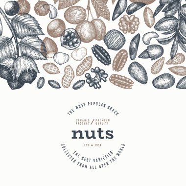 El yapımı fındık şubesi ve çekirdek şablonu. Organik Tohum Vektörü Tasarımı. Retro Nut Illustration. İşlenmiş Biçim Botanik Sancak.