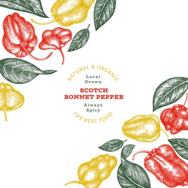 Elle çizilmiş taslak stili İskoç şapkası biber afişi. Organik taze sebze vektör çizimi. Retro cayenne biber tasarım şablonu