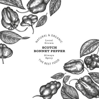 Elle çizilmiş taslak stili İskoç şapkası biber afişi. Organik taze sebze vektör çizimi. Retro cayenne biber tasarım şablonu