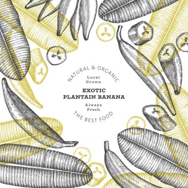 Elle çizilmiş taslak tarzı muz afişi. Organik taze meyve vektörü çizimi. Retro egzotik muz meyve tasarım şablonu
