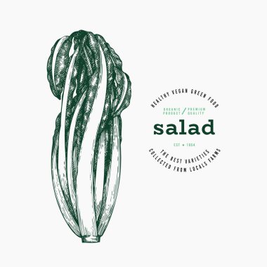 Vintage Style Radicchio Illustration. Yeşil Sebze Çizimi. Vector Hand çizilmiş salata. Klasik Style Gerden Cress Illustration. Yeşil Sebze Çizimi. Vektör El Çizilmiş Salata. 