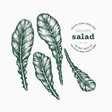 Klasik Şalgam Yeşilleri Çizimi. Yeşil Sebze Çizimi. Vector Hand çizilmiş salata. Klasik Style Gerden Cress Illustration. Yeşil Sebze Çizimi. Vektör El Çizilmiş Salata. 