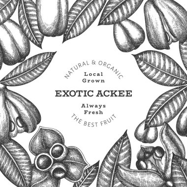 El çizimi eskiz stili ackee afişi. Organik taze gıda vektör çizimi. Retro egzotik meyve tasarım şablonu. İşlenmiş biçim botanik arkaplanı.
