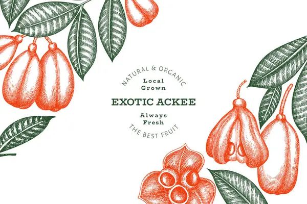 stock vector Hand drawn sketch style ackee banner. Organic fresh food vector illustration. Retro exotic fruit design template. Engraved style botanical background.