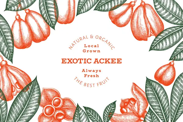 stock vector Hand drawn sketch style ackee banner. Organic fresh food vector illustration. Retro exotic fruit design template. Engraved style botanical background.