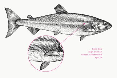 Vintage Style Keta Illustration. Vektör El Balığı. Yüksek Kaliteli Eski Moda Görüntüsü