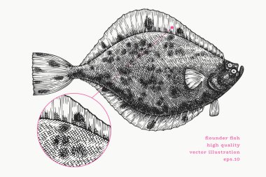 Vintage Style Flounder Illustration. Vektör El Balığı. Yüksek Kaliteli Eski Moda Görüntüsü