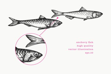 Antika Ançüez Çizimi. Vektör El Balığı. Yüksek Kaliteli Eski Moda Görüntüsü
