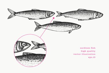Vintage Style Sardalya İllüstrasyonu. Vektör El Balığı. Yüksek Kaliteli Eski Moda Görüntüsü
