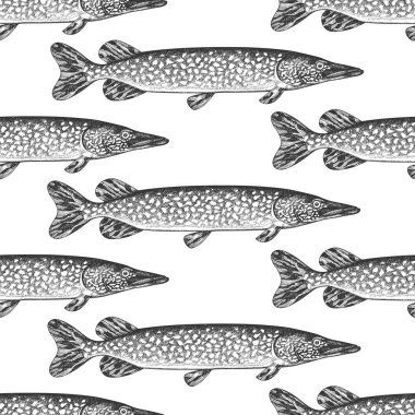 Klasik Pike Piamless Deseni. Vector Hand Çekilmiş Balık Arkaplanı. Yüksek Kaliteli Eski Moda Resimleri