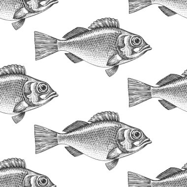 Klasik Stil Perch Pürüzsüz Şablon. Vector Hand Çekilmiş Balık Arkaplanı. Yüksek Kaliteli Eski Moda Resimleri