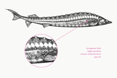 Vintage Style Sturgeon Illustration. Vektör El Balığı. Yüksek Kaliteli Eski Moda Görüntüsü