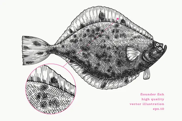 Vintage Style Flounder Illustration. Vektör El Balığı. Yüksek Kaliteli Eski Moda Görüntüsü