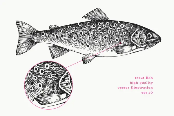 Vintage Style Trout Illustration. Vektör El Balığı. Yüksek Kaliteli Eski Moda Görüntüsü