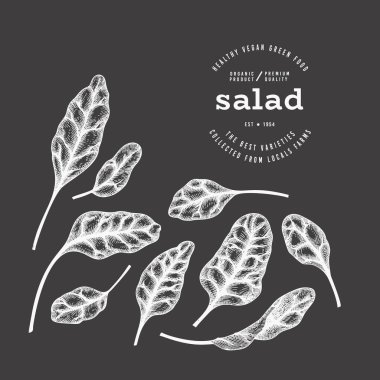 Klasik stil tebeşir pancar pancarı illüstrasyonu. Yeşil Sebze Çizimi. Vektör El Çizilmiş Salata. 