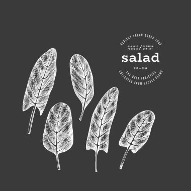 Klasik Stil Tebeşir Tahtası Sorrel İllüstrasyonu. Yeşil Sebze Çizimi. Vektör El Çizilmiş Salata. 
