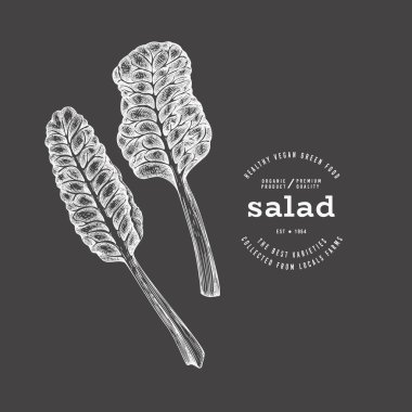 Vintage Style Chalk Board Swiss Chard Illustration. Yeşil Sebze Çizimi. Vektör El Çizilmiş Salata. 