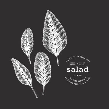 Vintage Style Chalk Board Amaranth Illustration. Yeşil Sebze Çizimi. Vektör El Çizilmiş Salata. 