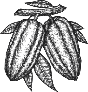 Çikolatalı Kakao Meyveli Çizim