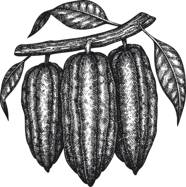 Çikolatalı Kakao Meyveli Çizim