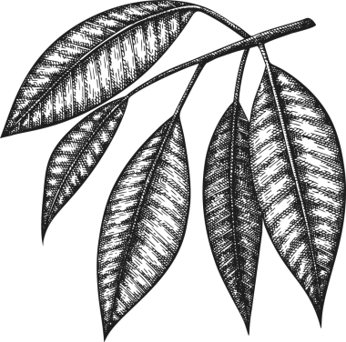 Kakao Yaprağı Çizimi