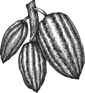 Çikolatalı Kakao Meyveli Çizim