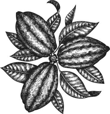 Çikolatalı Kakao Meyveli Çizim