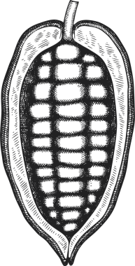 Çikolatalı Kakao Meyveli Çizim