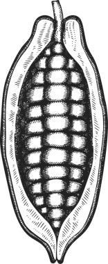 Çikolatalı Kakao Meyveli Çizim