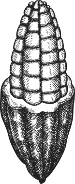 Çikolatalı Kakao Meyveli Çizim