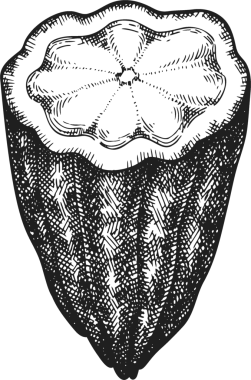 Çikolatalı Kakao Meyveli Çizim