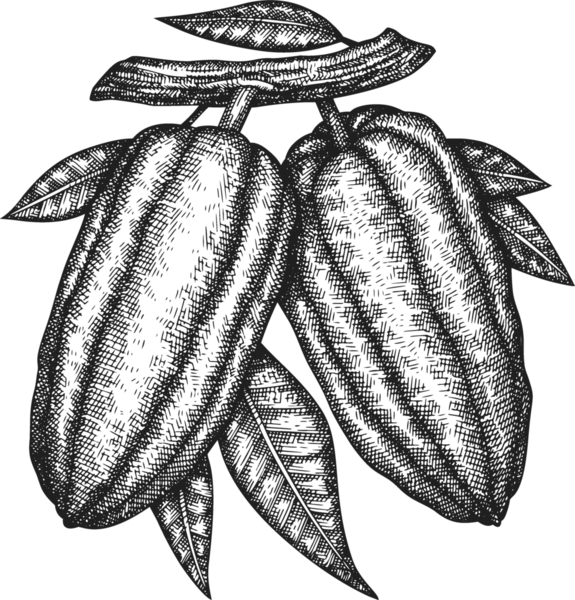 Çikolatalı Kakao Meyveli Çizim