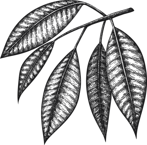 Kakao Yaprağı Çizimi