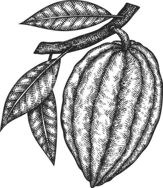 Çikolatalı Kakao Meyveli Çizim