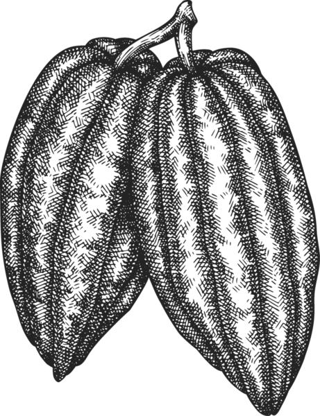 Çikolatalı Kakao Meyveli Çizim