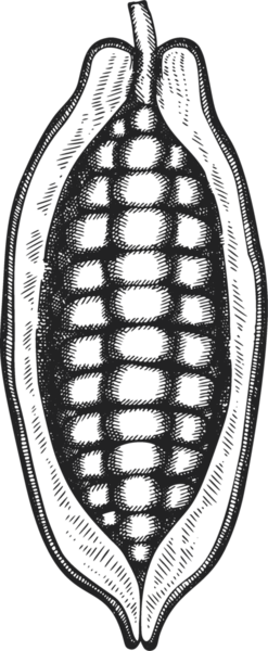 Çikolatalı Kakao Meyveli Çizim