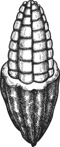 Çikolatalı Kakao Meyveli Çizim