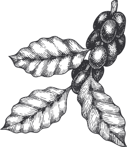 Kahve kupası illüstrasyonu El Çizimi
