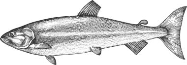 Vintage Style Keta Illustration. El Balığı. Yüksek Kaliteli Eski Moda Görüntüsü